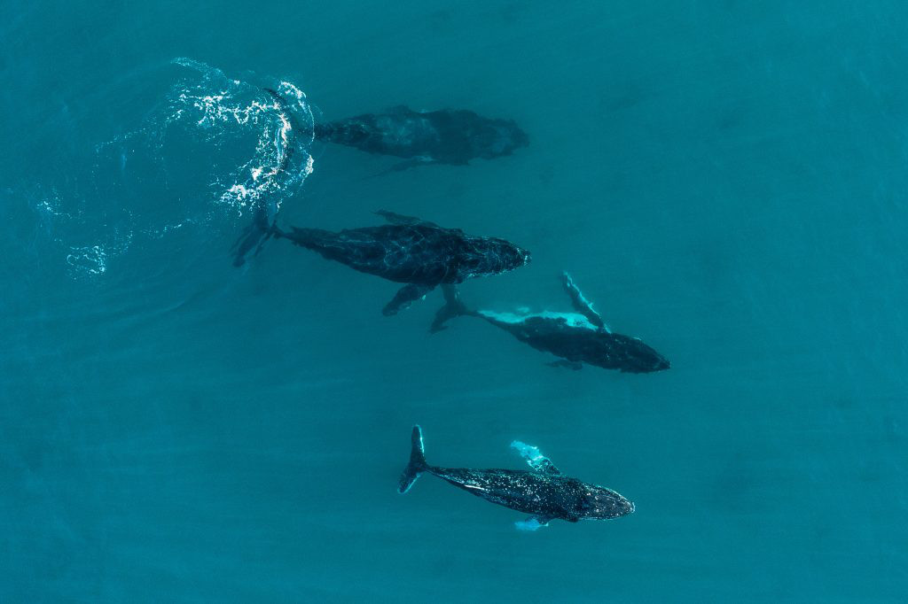 whale in a group