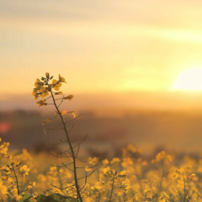 morning sunrise