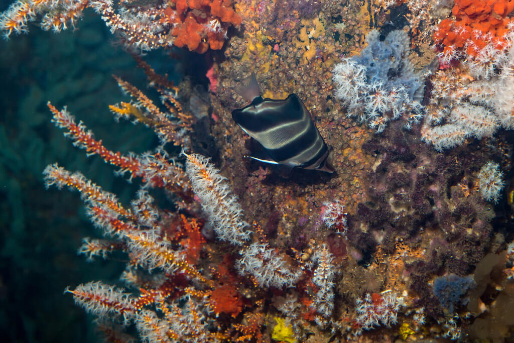Fish and coral underneath the water at the Busselton Underwater Observatory