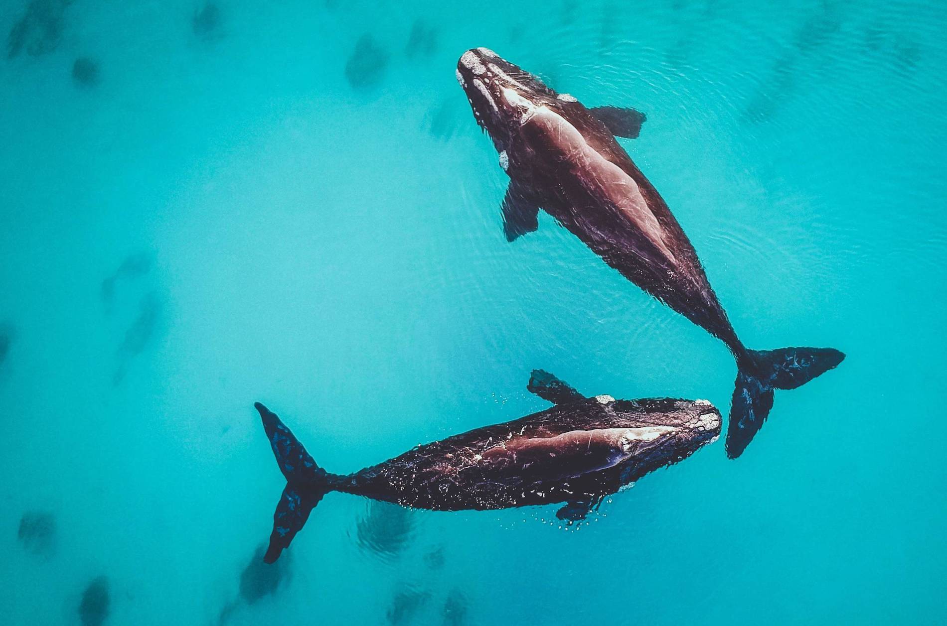 dunsborough-western-australia-humpback-whales-cover