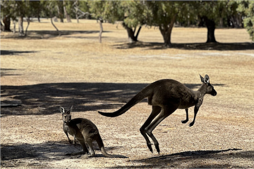 Two kangaroos at a wildlife park in Dunsborough, with one hopping across the sunlit terrain