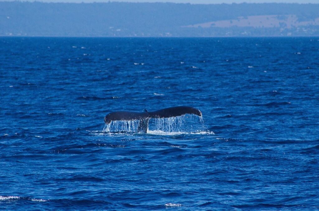 Whale tail breaking through water's surface in Busselton