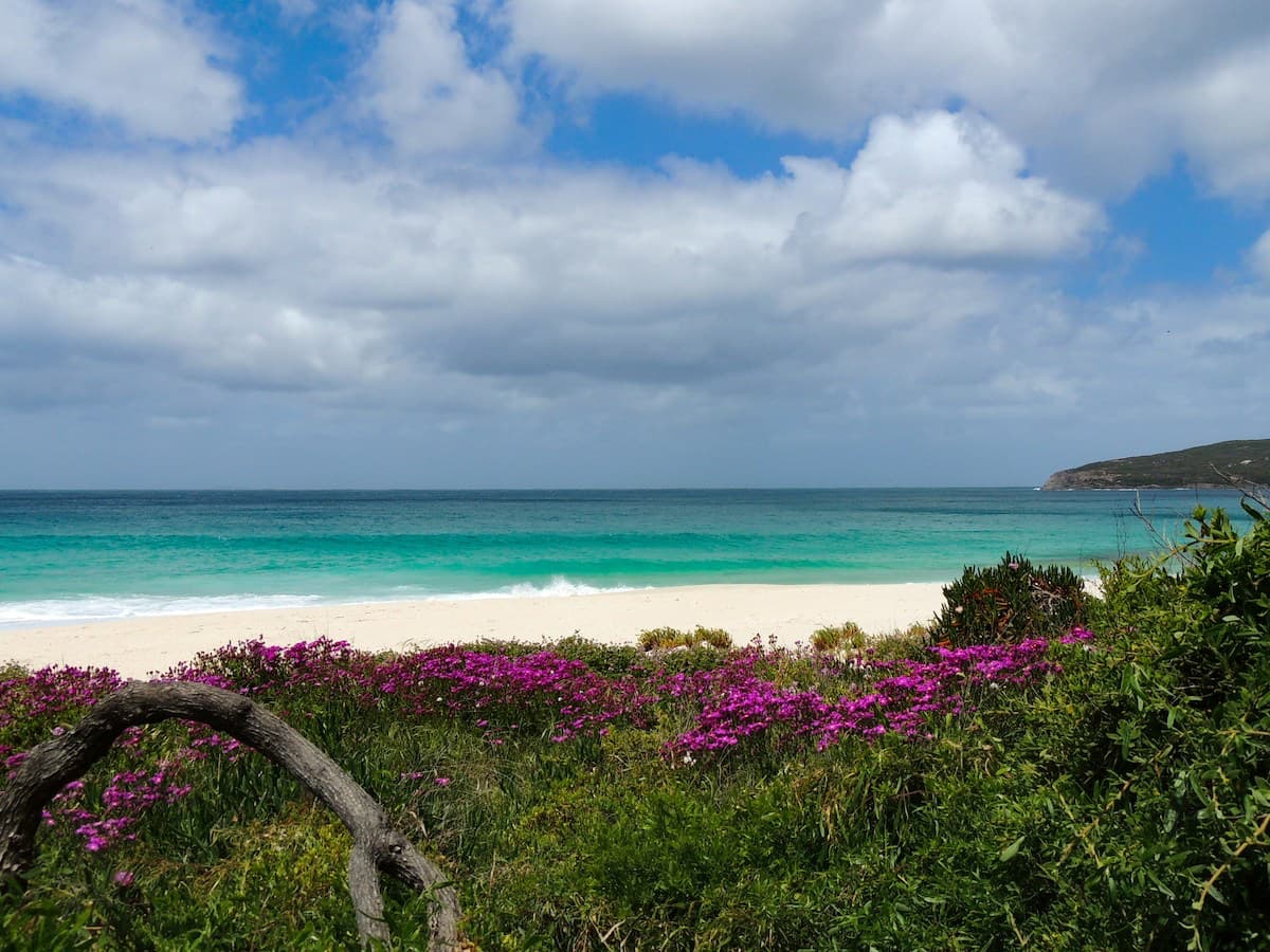 Purple wildflowers blooming at the beach in Western Australia