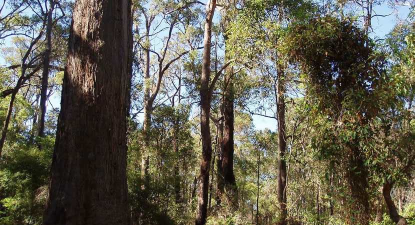 Tall karri trees on a sunny day