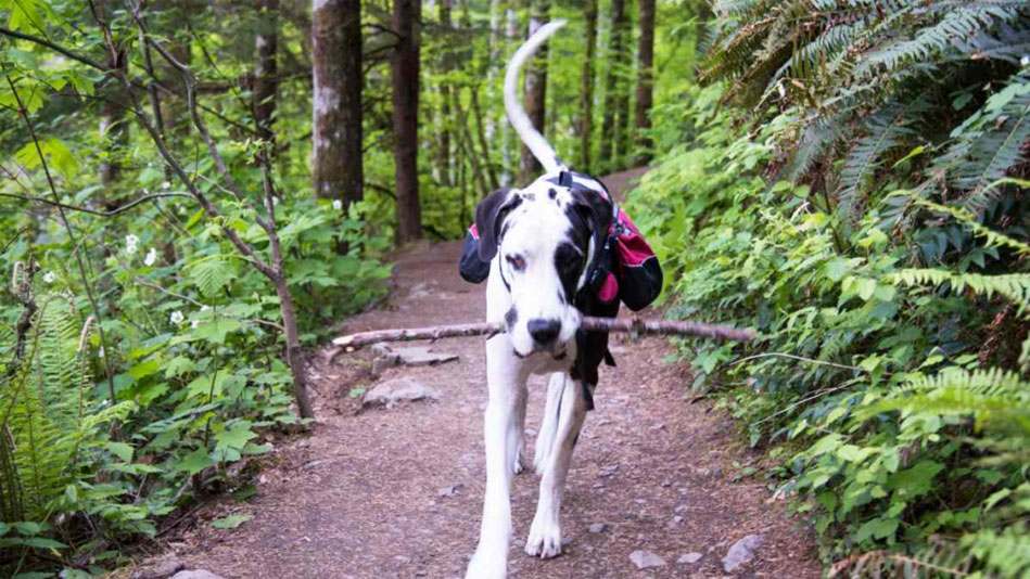 dog in forest adventure