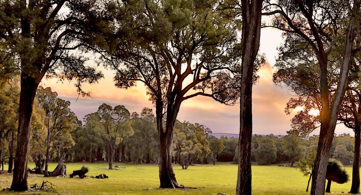 Trees and Sunset at Bridgetown