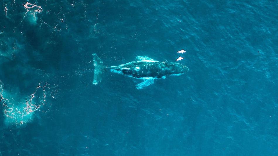 whales splash past  SouthWest, Australia