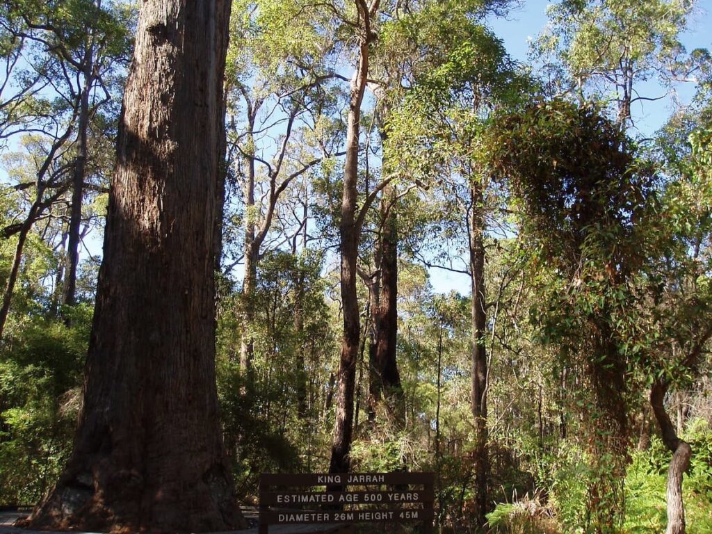 Tall Karri Trees Pemberton