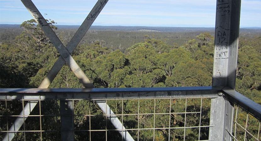 Gloucester Tree in Pemberton