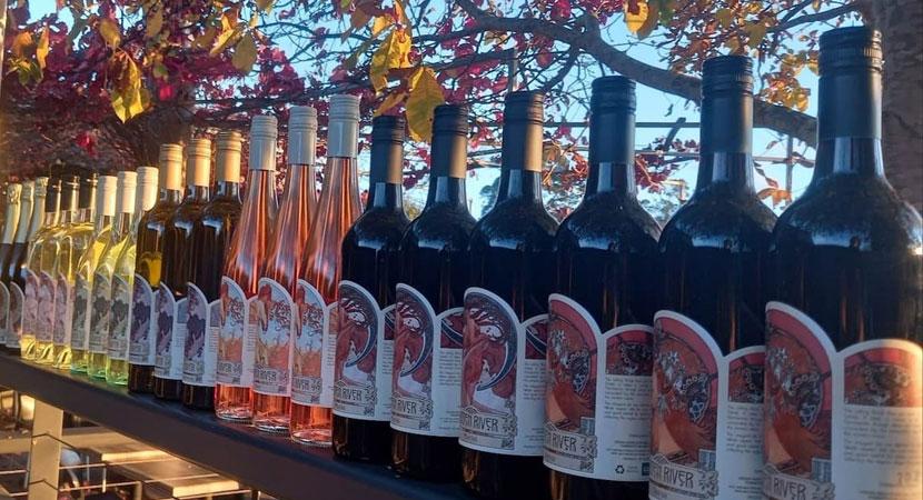 Row of different wine bottles