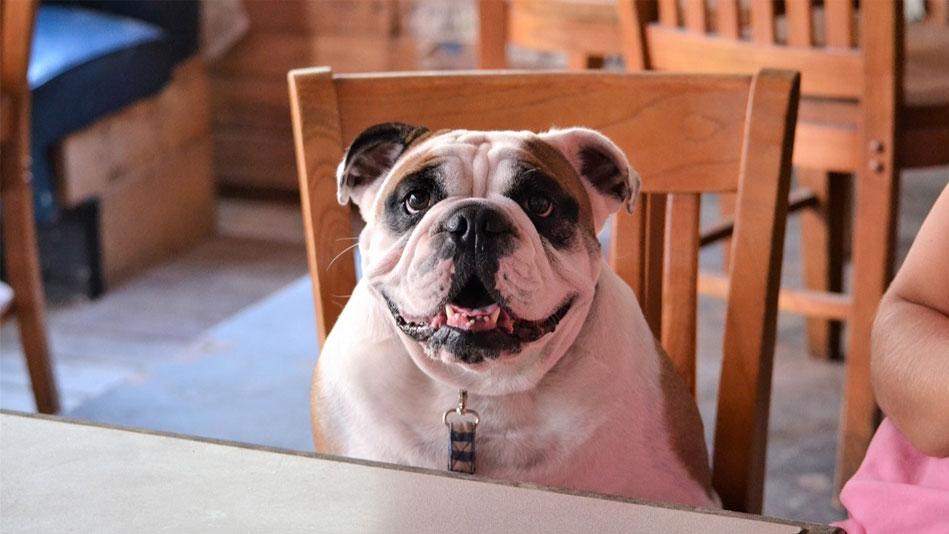 Dunsborough Pet-friendly Restaurants