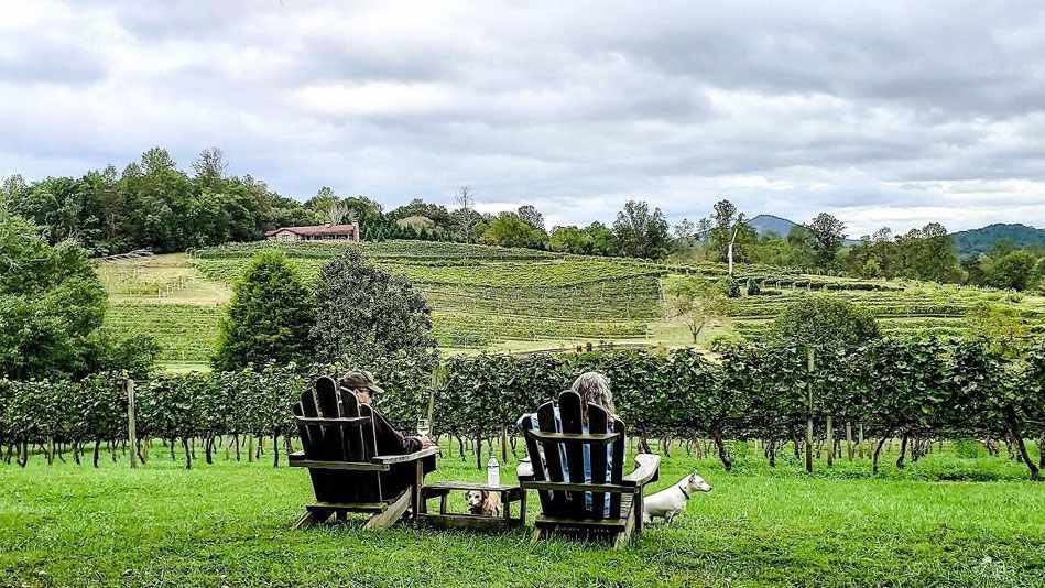 Visit Pet-friendly wineries in Dunsborough