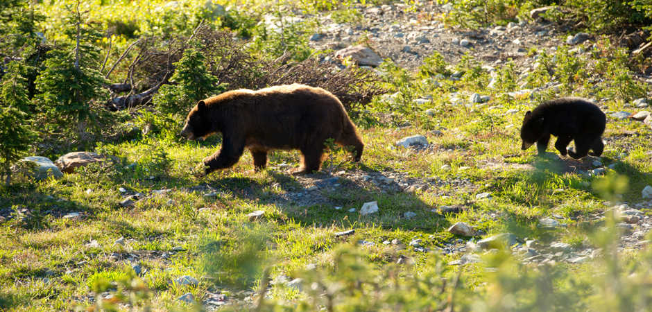 Whistler Bear Tours in Spring