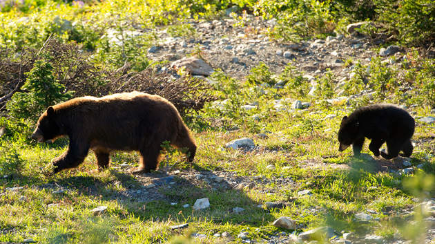 Bear Viewing Tours
