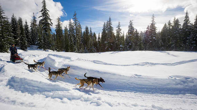 Dog Sled Tours