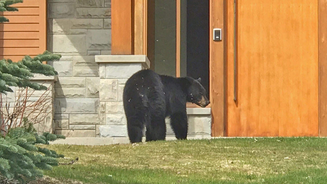 image of bear in house
