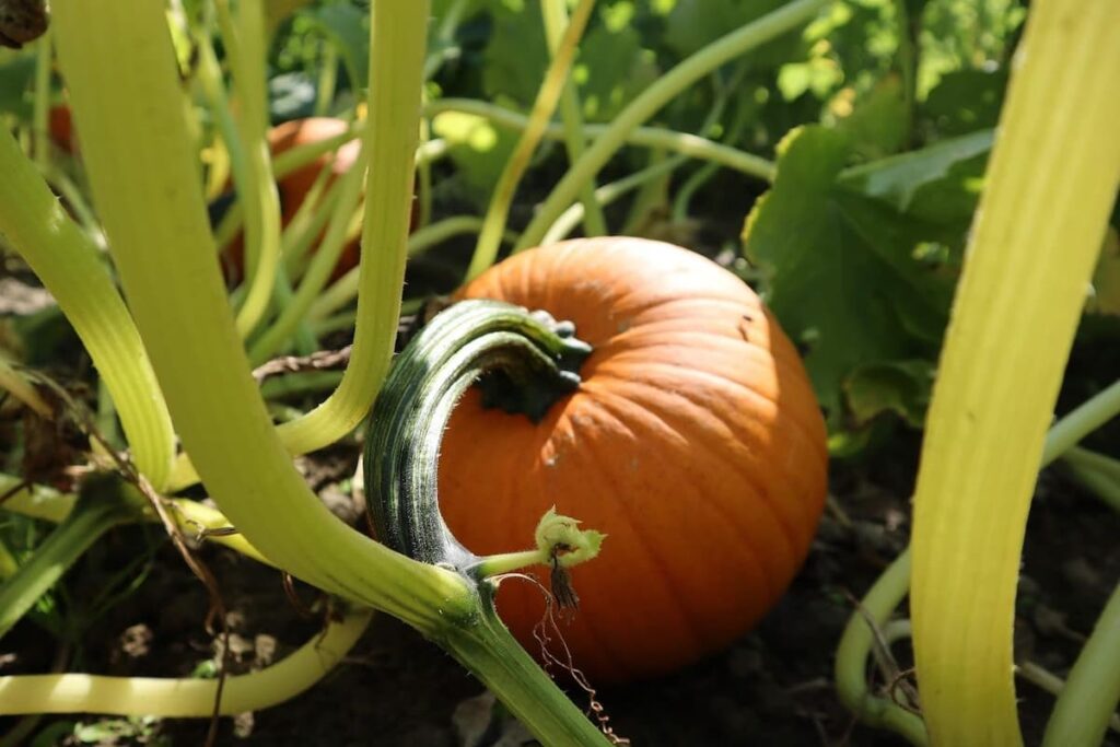 Orange pumpkin lying in a pumpkin patch at North Arm Farm where you can visit in fall