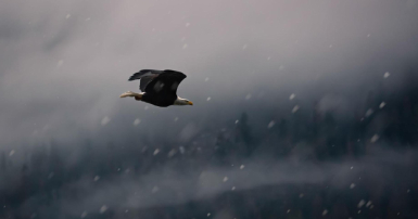 Blog-bird watching Whistler